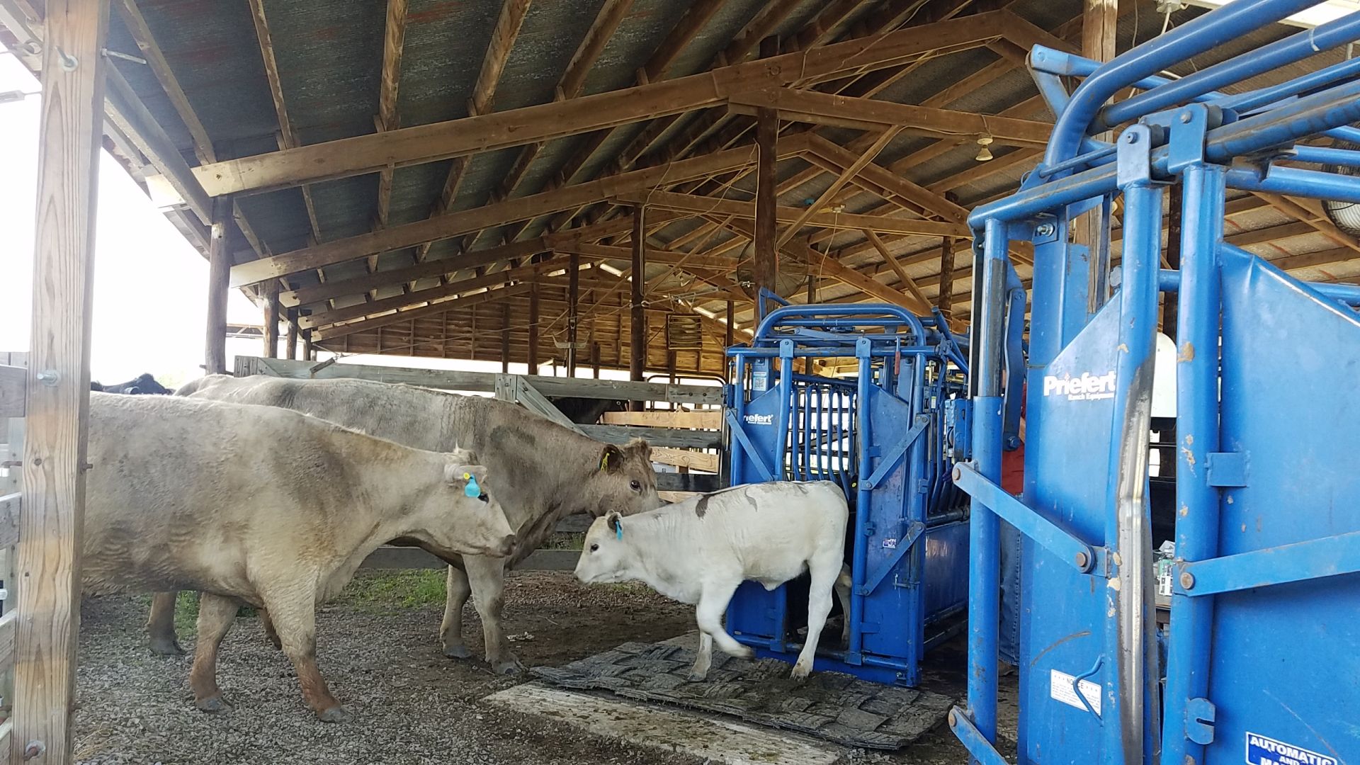 Calf being reunited after completing a Tick Scratch