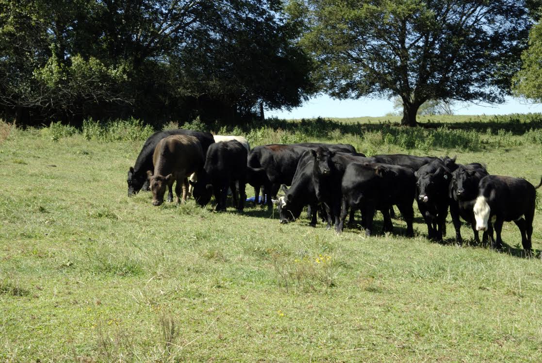 Cattle Bunching in pasture