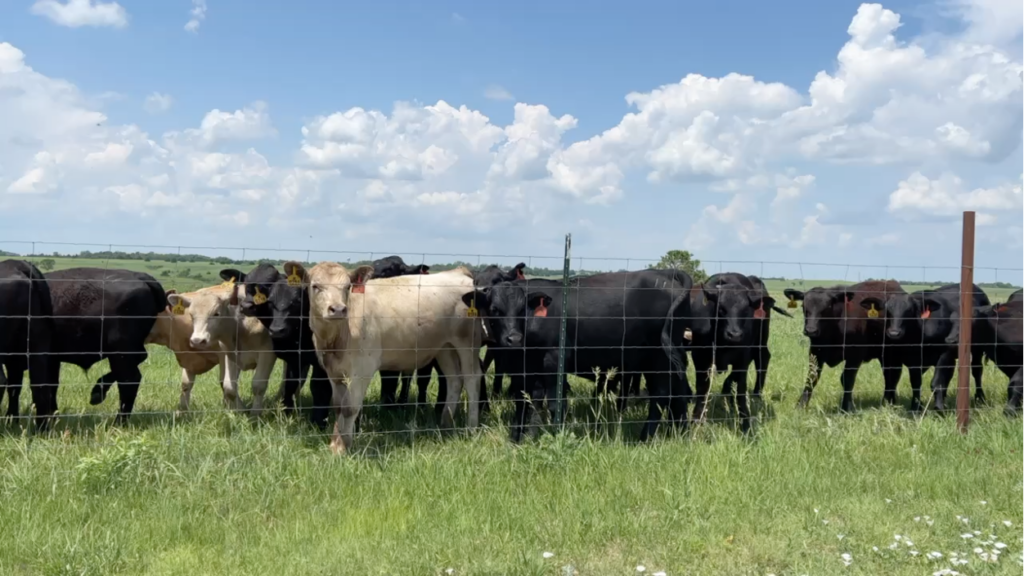 Cattle by fence in a Kansas field