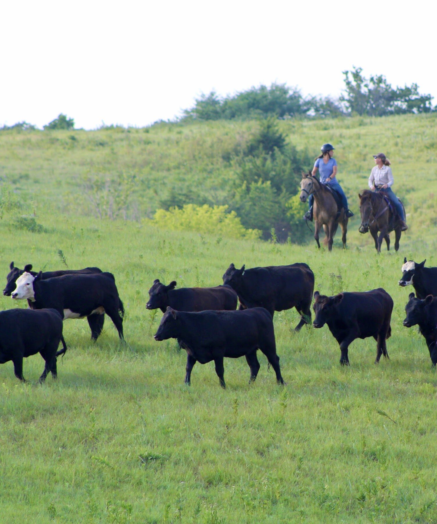 Cattle running in field with 2 researchers on horseback 