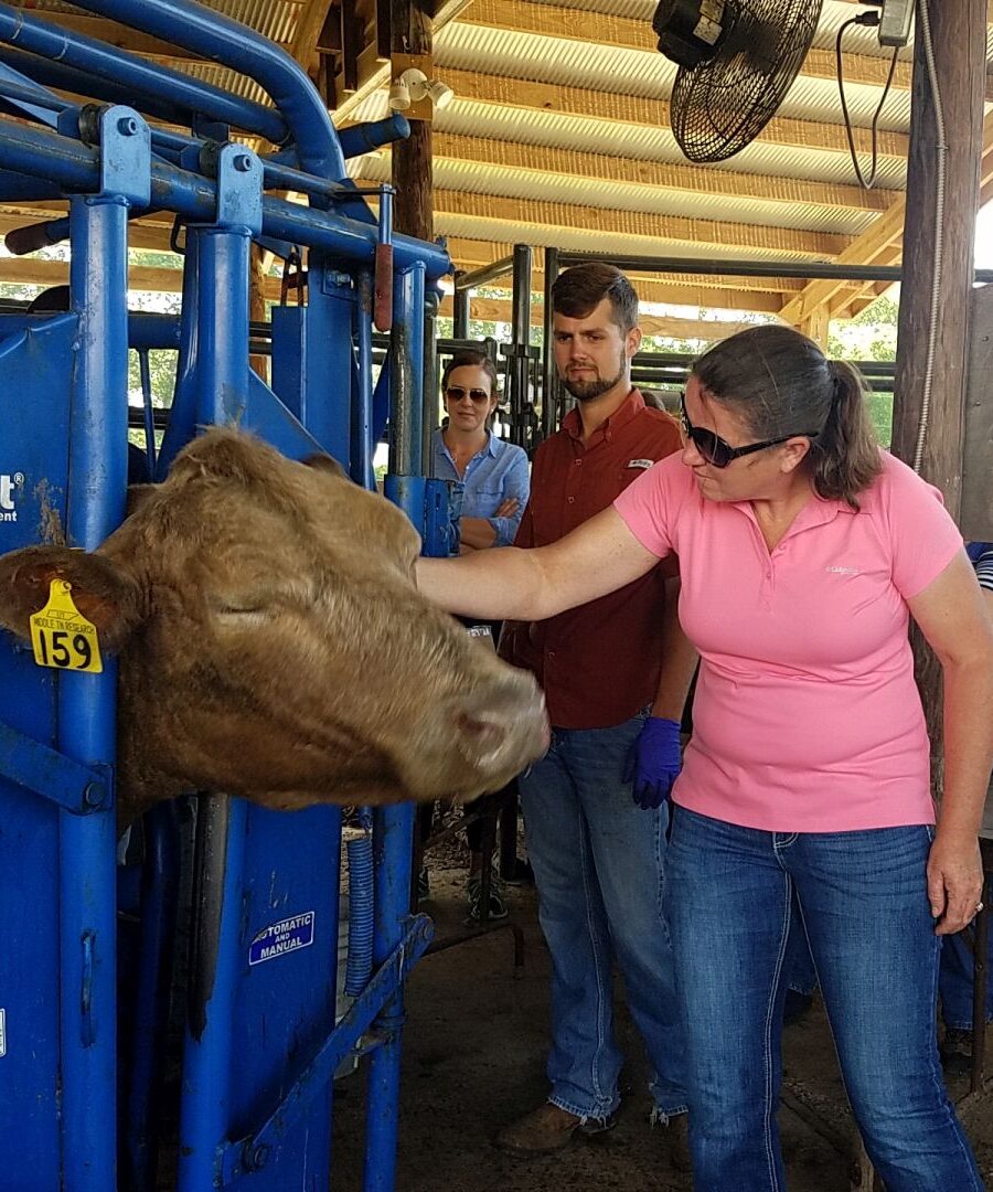 Veterinarian learning to scratch cattle for ticks 