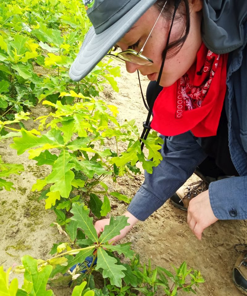 Student taking saple from an Oak seedling 